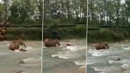 Viral Video: मम्मी एलीफैंट ने बंगाल की नदी में डूब रहे अपने बच्चे को बचाया, देखें वीडियो